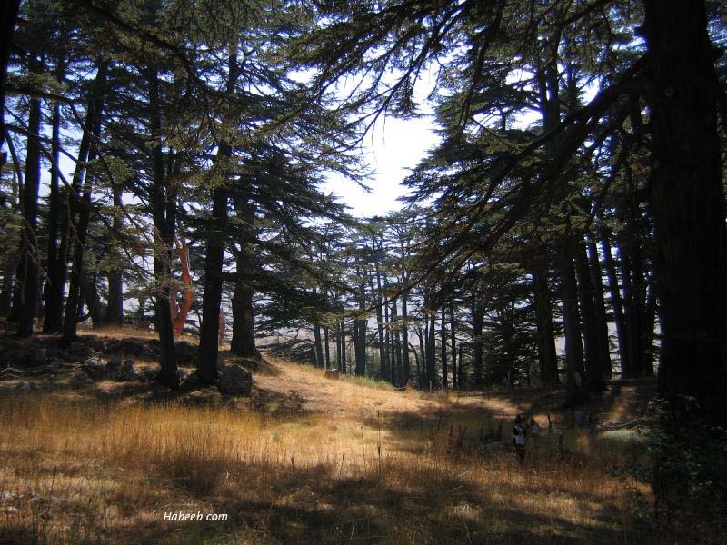 cedar trees pictures. Cedar of Lebanon - a tourist