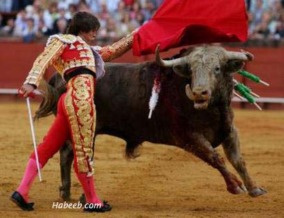 matador.bullfight.30.jpg